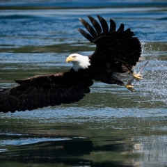 jlrobertson_bald_eagle_4