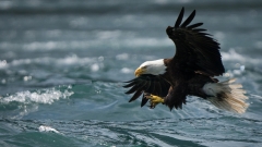 jlrobertson_bald_eagle_1