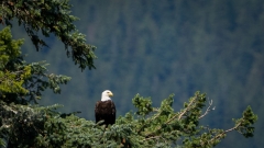 jlrobertson_bald_eagle_12