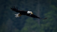 jlrobertson_bald_eagle_13