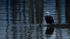 jlrobertson_bald_eagle_14