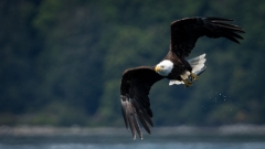 jlrobertson_bald_eagle_2