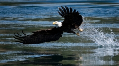 jlrobertson_bald_eagle_4