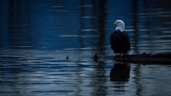 jlrobertson_bald_eagle_5