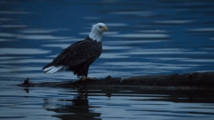 jlrobertson_bald_eagle_6