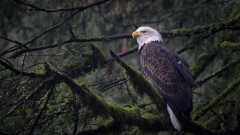 jlrobertson_bald_eagle_7