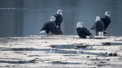 jlrobertson_bald_eagle_8