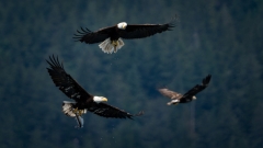 jlrobertson_bald_eagle_9