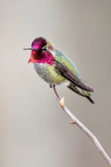 jlrobertson_annas-hummingbird-2