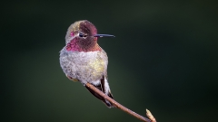 jlrobertson_annas_hummingbird