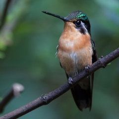 jlrobertson_hummingbird-10_2016-March-11_2315-x-2315_IG