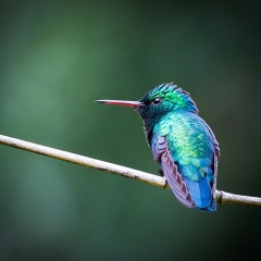 jlrobertson_hummingbird-1_2015-January-10_777-x-777_IG