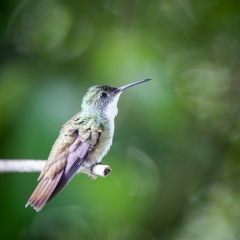 jlrobertson_hummingbird-2_2015-January-11_2601-x-2601_IG