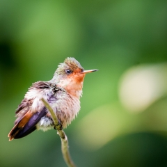 jlrobertson_hummingbird-7_2015-January-11_1592-x-1592_IG