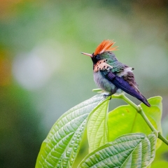 jlrobertson_hummingbird-8_2015-January-11_1102-x-1102_IG