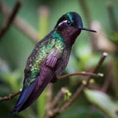 jlrobertson_hummingbird-9_2016-March-11_1909-x-1909_IG