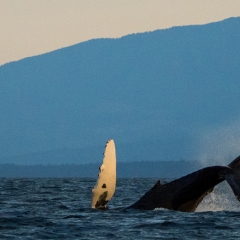 jlrobertson_humpback_whale