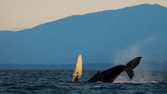 jlrobertson_humpback_whale