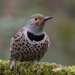 jlrobertson_northern-flicker