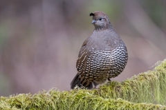 jlrobertson_california-quail_1