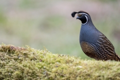 jlrobertson_california-quail_2