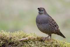 jlrobertson_california-quail_3