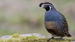 jlrobertson_california_quail