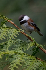 jlrobertson_chestnut-backed-chickadee