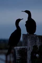 jlrobertson_cormorants