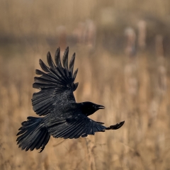 jlrobertson_crow-1