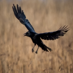 jlrobertson_crow_2