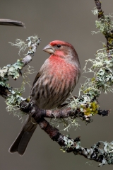 jlrobertson_finch_3