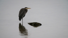 jlrobertson_great_blue_heron_2