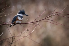 jlrobertson_kingfisher