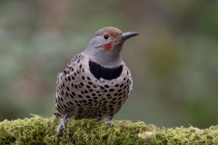 jlrobertson_northern-flicker