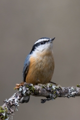 jlrobertson_nuthatch