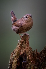 jlrobertson_pacific-wren