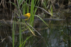 jlrobertson_prothonary-warbler_1