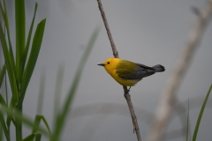 jlrobertson_prothonary-warbler_3