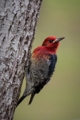 jlrobertson_red-breasted-sapsucker