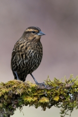 jlrobertson_red-winged-blackbird