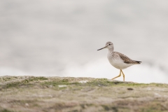 jlrobertson_yellow-legs