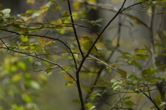 jlrobertson_yellow-warbler