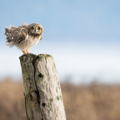 jlrobertson_short_eared_owl_4