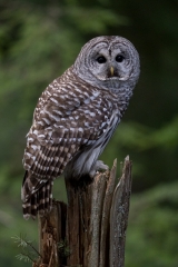 jlrobertson_barred-owl-3