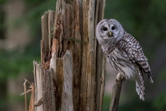 jlrobertson_barred-owl_4