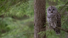 jlrobertson_barred_owl