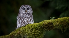 jlrobertson_barred_owl_2