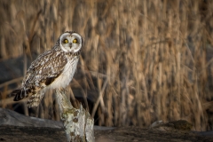 jlrobertson_short-eared-owl-10