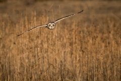 jlrobertson_short-eared-owl_11